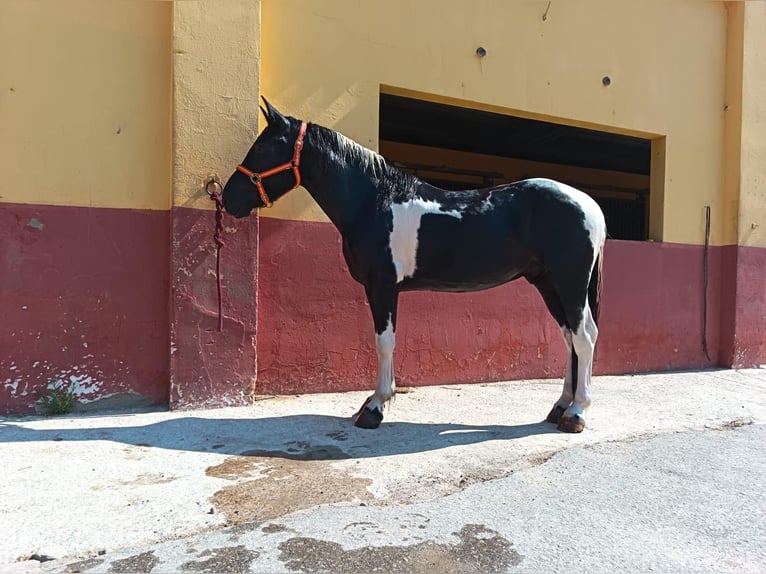 Andere Rassen Ruin 5 Jaar 148 cm Gevlekt-paard in Terrassa