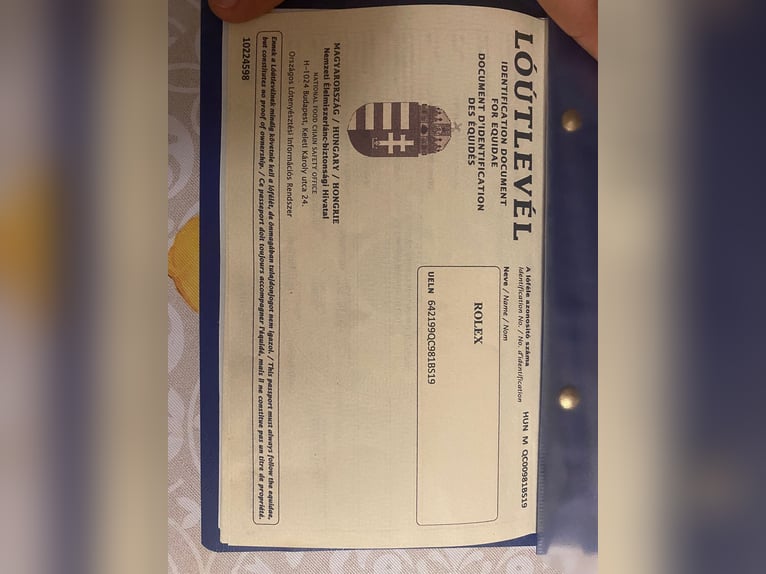 Andere Rassen Ruin 5 Jaar 148 cm Schimmel in Austria