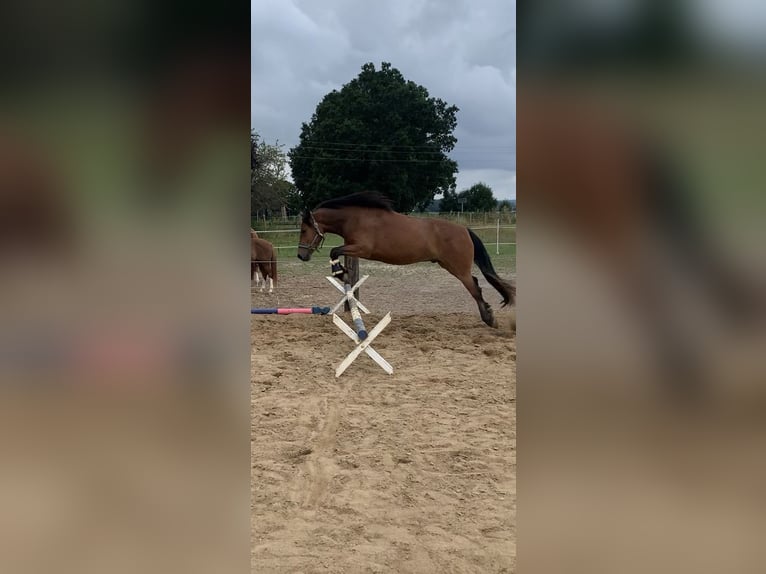 Andere Rassen Mix Ruin 5 Jaar 150 cm Bruin in Wolsdorf