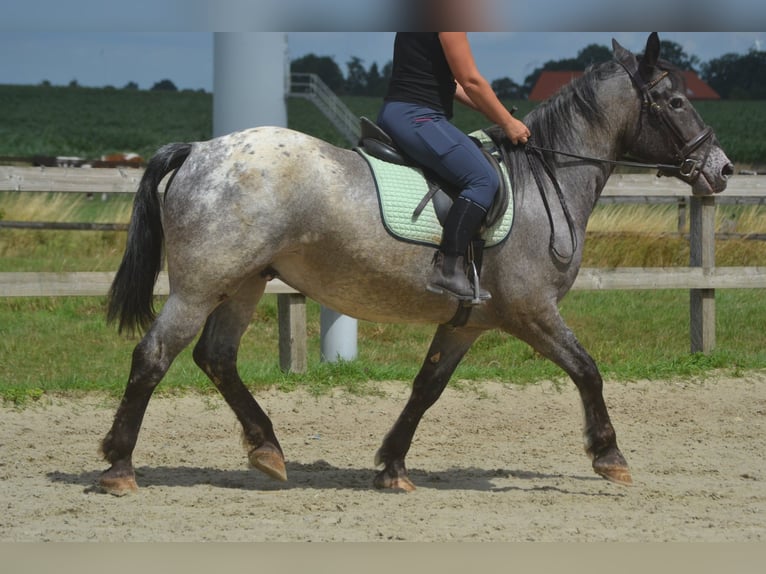 Andere Rassen Ruin 5 Jaar 152 cm Appaloosa in Breda