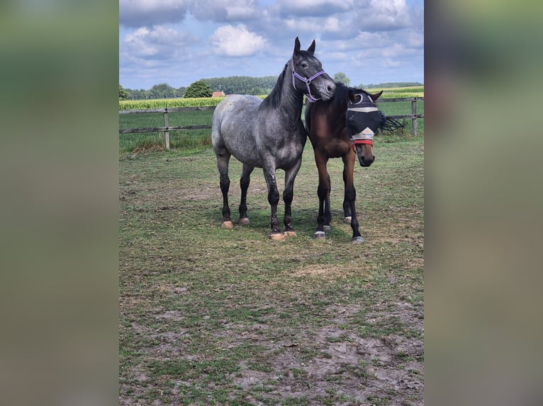 Andere Rassen Ruin 5 Jaar 152 cm Appaloosa in Breda