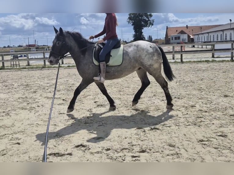 Andere Rassen Ruin 5 Jaar 152 cm Appaloosa in Breda