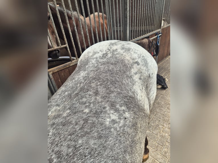 Andere Rassen Ruin 5 Jaar 152 cm Appaloosa in Breda