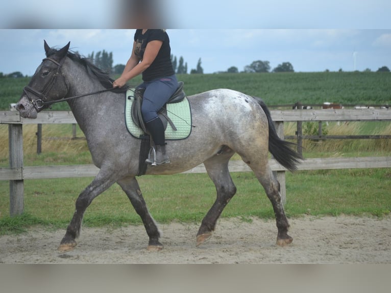 Andere Rassen Ruin 5 Jaar 152 cm Appaloosa in Breda