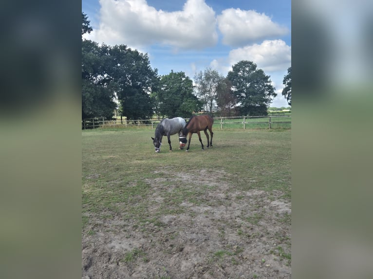 Andere Rassen Ruin 5 Jaar 152 cm Appaloosa in Breda