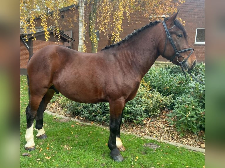 Andere Rassen Ruin 5 Jaar 155 cm Bruin in Hopsten