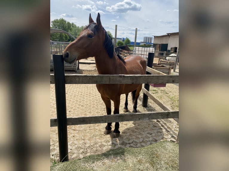 Andere Rassen Mix Ruin 5 Jaar 155 cm Bruin in Gem&#xFC;nden (Wohra)