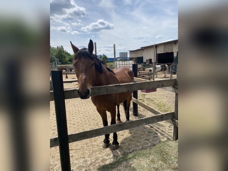 Andere Rassen Mix Ruin 5 Jaar 155 cm Bruin in Gem&#xFC;nden (Wohra)