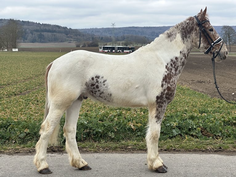 Andere Rassen Mix Ruin 5 Jaar 155 cm Gevlekt-paard in Riedlingen