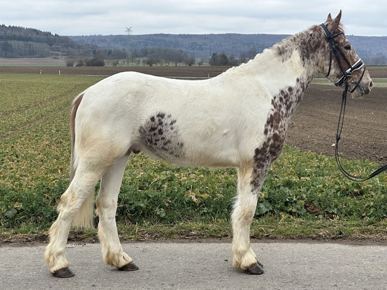 Andere Rassen Mix Ruin 5 Jaar 155 cm Gevlekt-paard in Riedlingen