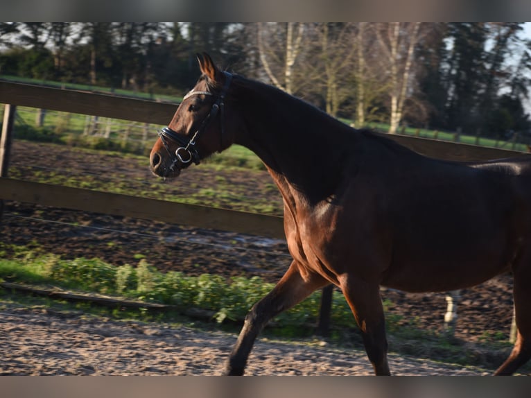 Andere Rassen Ruin 5 Jaar 156 cm Bruin in Achtmaal