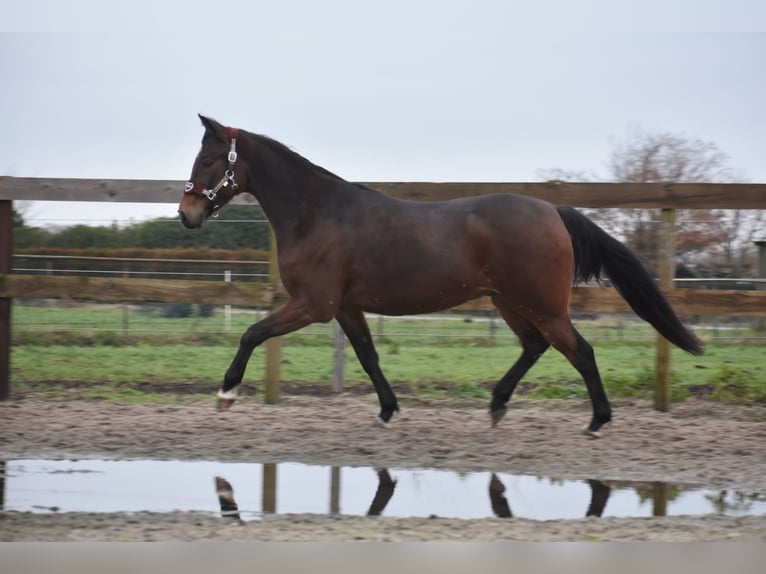 Andere Rassen Ruin 5 Jaar 156 cm Bruin in Achtmaal