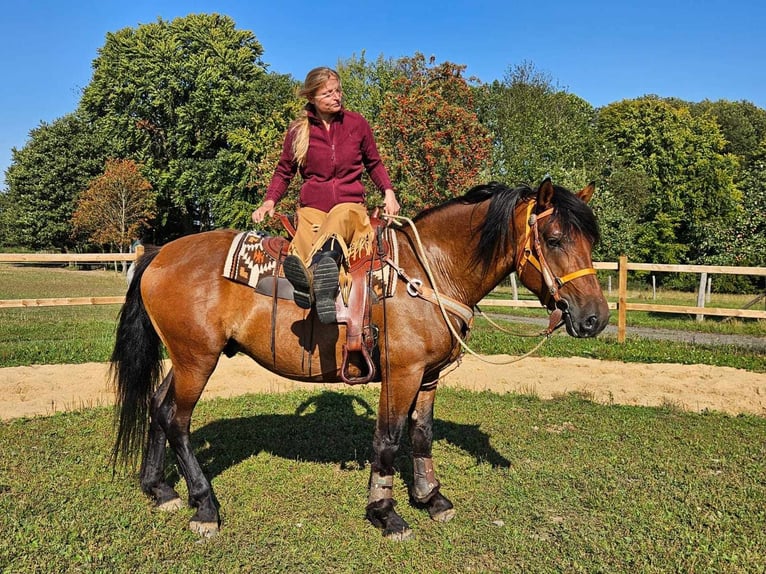 Andere Rassen Ruin 5 Jaar 156 cm Bruin in Linkenbach