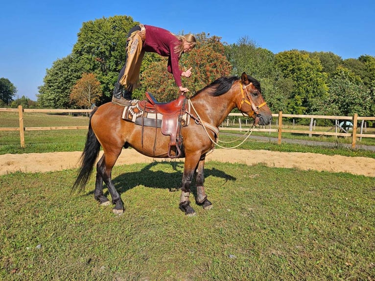 Andere Rassen Ruin 5 Jaar 156 cm Bruin in Linkenbach