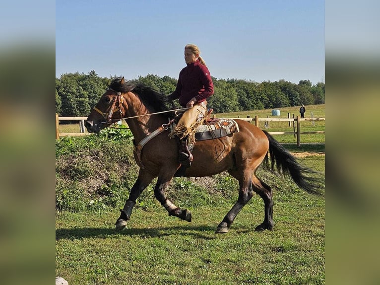 Andere Rassen Ruin 5 Jaar 156 cm Bruin in Linkenbach