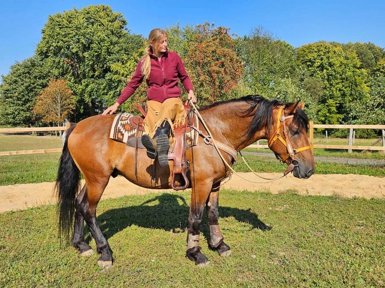 Andere Rassen Ruin 5 Jaar 156 cm Bruin in Linkenbach