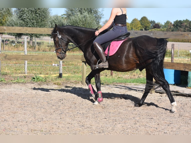 Andere Rassen Ruin 5 Jaar 156 cm Donkerbruin in Achtmaal