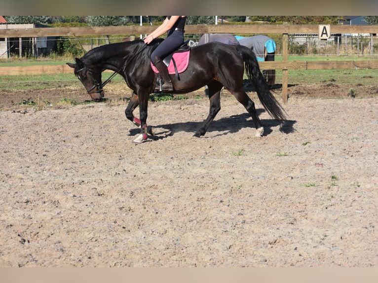 Andere Rassen Ruin 5 Jaar 156 cm Donkerbruin in Achtmaal