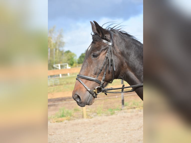 Andere Rassen Ruin 5 Jaar 156 cm Donkerbruin in Achtmaal