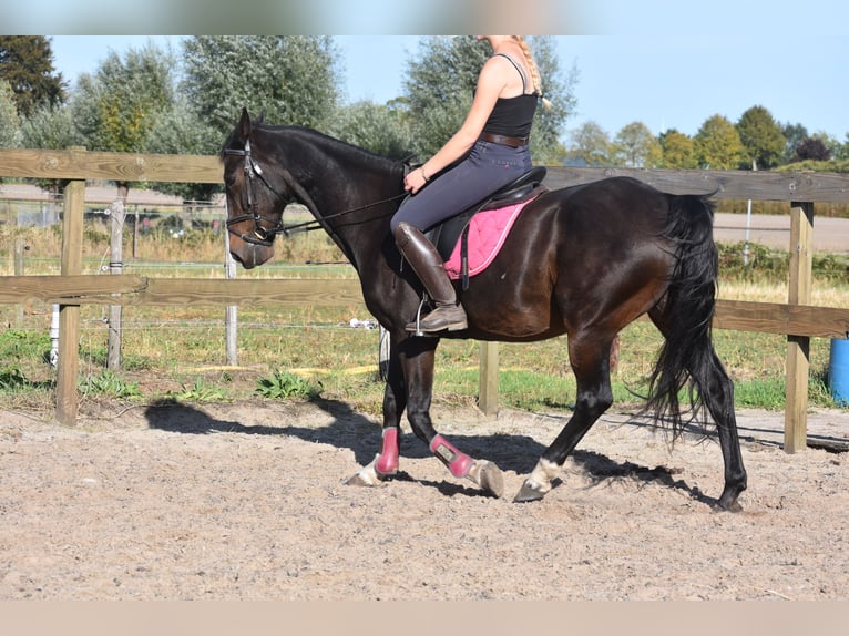 Andere Rassen Ruin 5 Jaar 156 cm Donkerbruin in Achtmaal