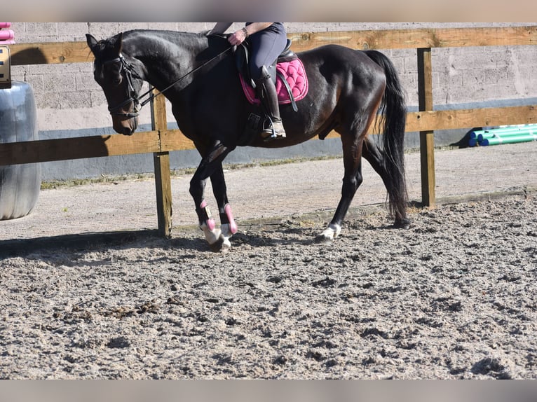 Andere Rassen Ruin 5 Jaar 156 cm Donkerbruin in Achtmaal