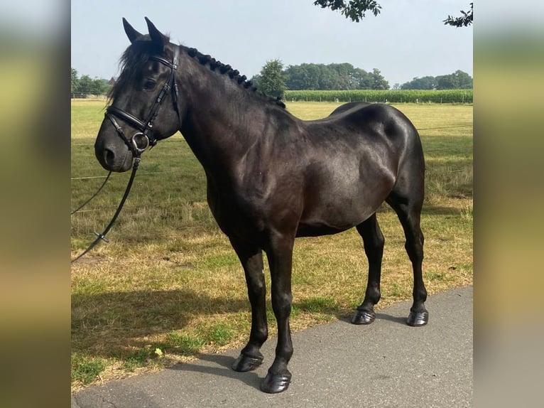 Andere Rassen Ruin 5 Jaar 156 cm Zwart in Hopsten