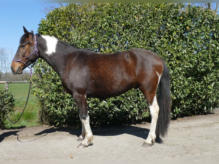 Andere Rassen Ruin 5 Jaar 158 cm Gevlekt-paard in Lathen
