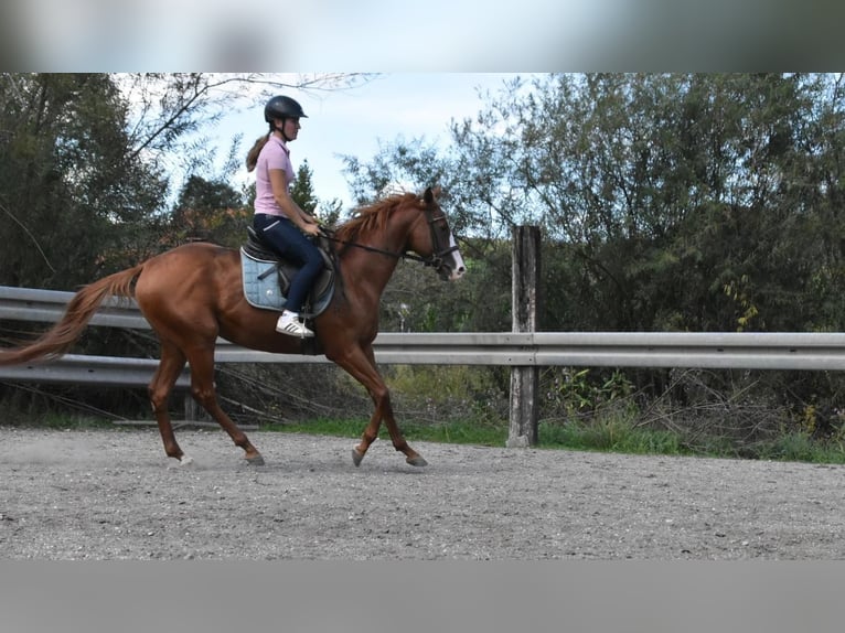 Andere Rassen Ruin 5 Jaar 158 cm Vos in Arnstorf