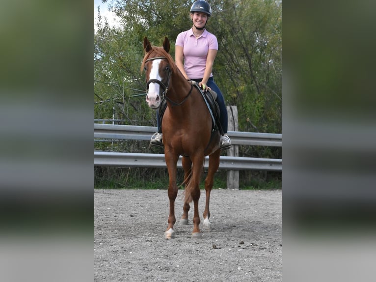 Andere Rassen Ruin 5 Jaar 158 cm Vos in Arnstorf