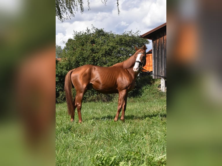 Andere Rassen Ruin 5 Jaar 158 cm Vos in Arnstorf