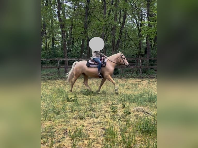 Andere Rassen Ruin 5 Jaar 160 cm Cremello in Kecskemét