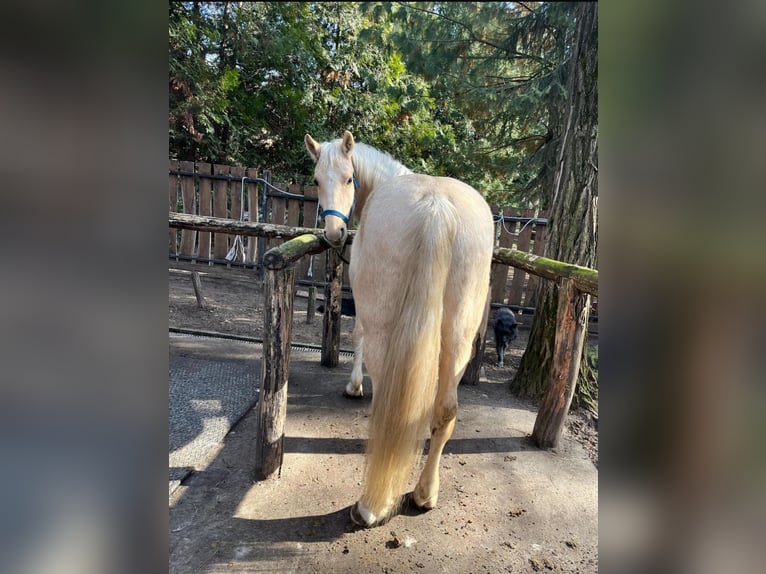 Andere Rassen Ruin 5 Jaar 160 cm Cremello in Kecskemét