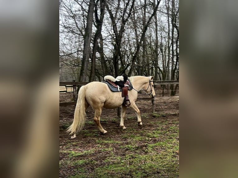 Andere Rassen Ruin 5 Jaar 160 cm Cremello in Kecskemét