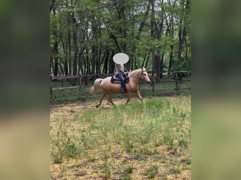 Andere Rassen Ruin 5 Jaar 160 cm Cremello in Kecskemét