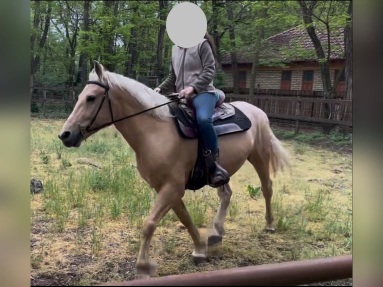 Andere Rassen Ruin 5 Jaar 160 cm Cremello in Kecskemét