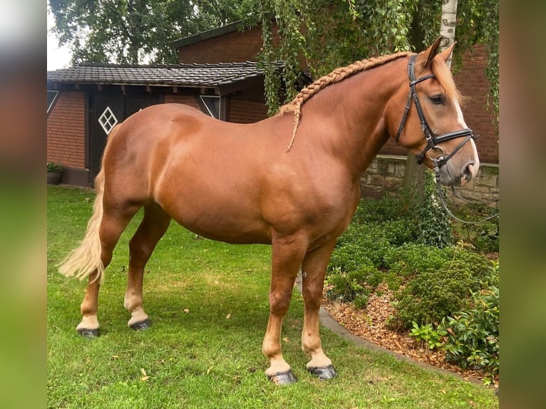 Andere Rassen Ruin 5 Jaar 160 cm Vos in Hopsten
