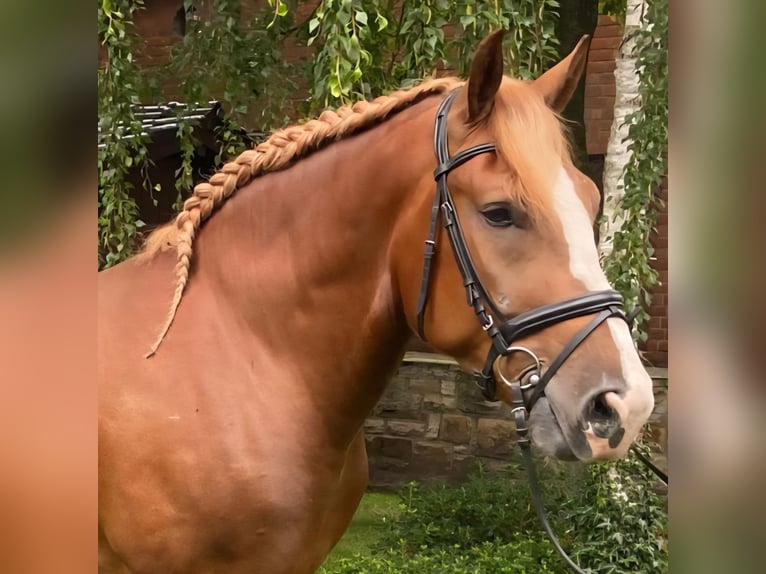 Andere Rassen Ruin 5 Jaar 160 cm Vos in Hopsten