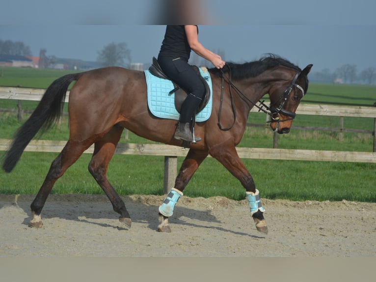 Andere Rassen Ruin 5 Jaar 161 cm Bruin in Breda