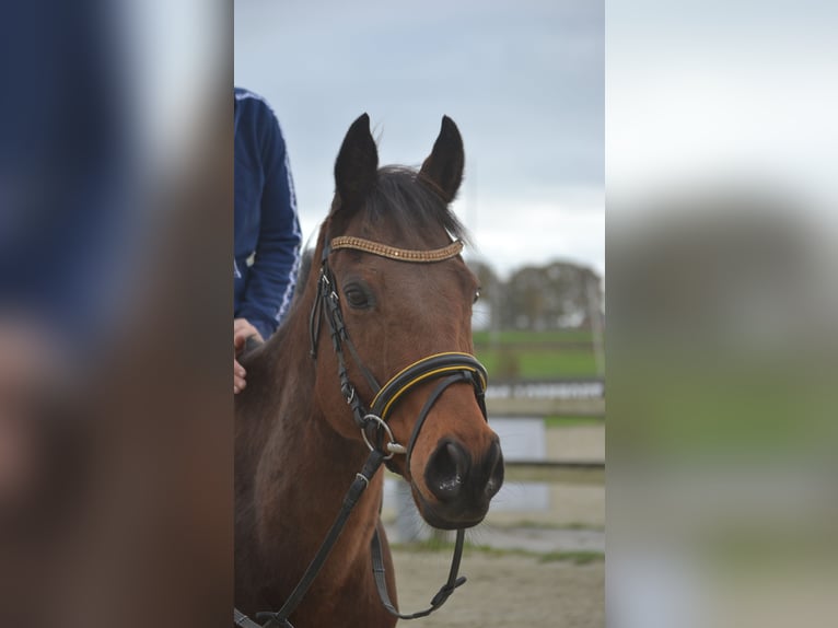 Andere Rassen Ruin 5 Jaar 162 cm Bruin in Breda