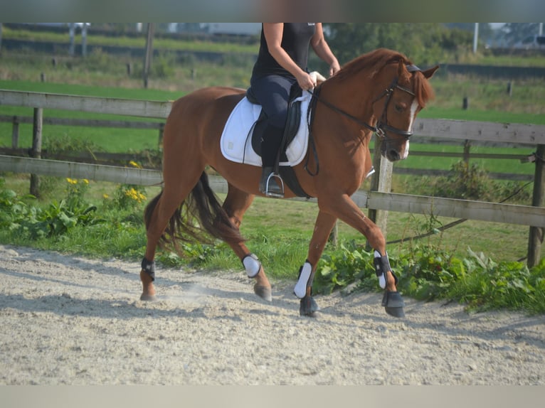 Andere Rassen Ruin 5 Jaar 162 cm Vos in Breda