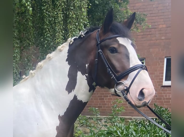 Andere Rassen Ruin 5 Jaar 163 cm Gevlekt-paard in Hopsten