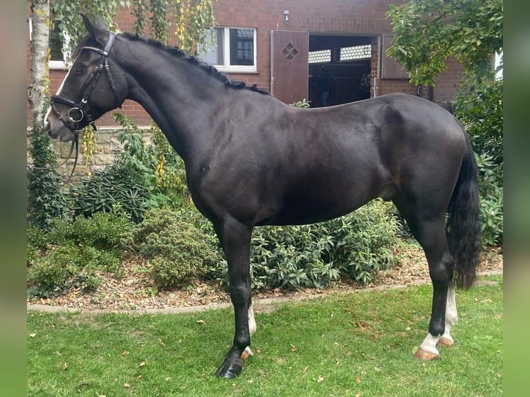 Andere Rassen Ruin 5 Jaar 163 cm Zwart in Hopsten