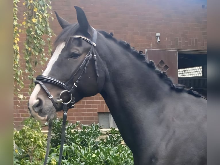 Andere Rassen Ruin 5 Jaar 163 cm Zwart in Hopsten