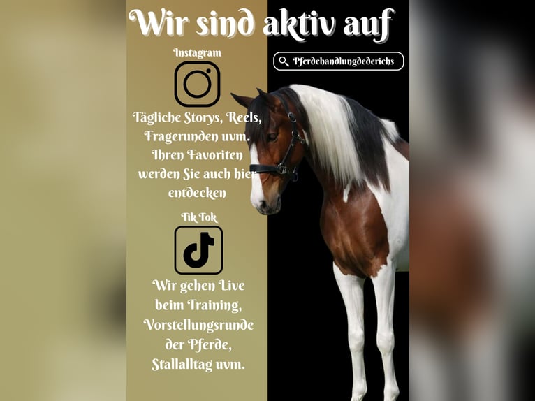 Andere Rassen Ruin 5 Jaar 165 cm Gevlekt-paard in Nettersheim