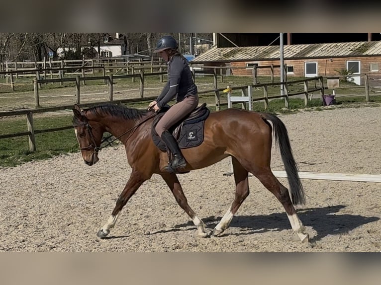 Andere Rassen Ruin 5 Jaar 165 cm Roodbruin in Pau