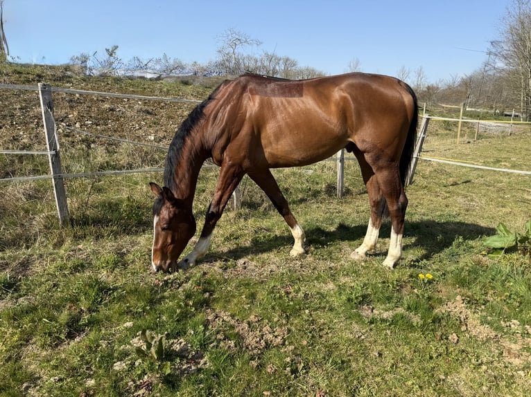 Andere Rassen Ruin 5 Jaar 165 cm Roodbruin in Pau