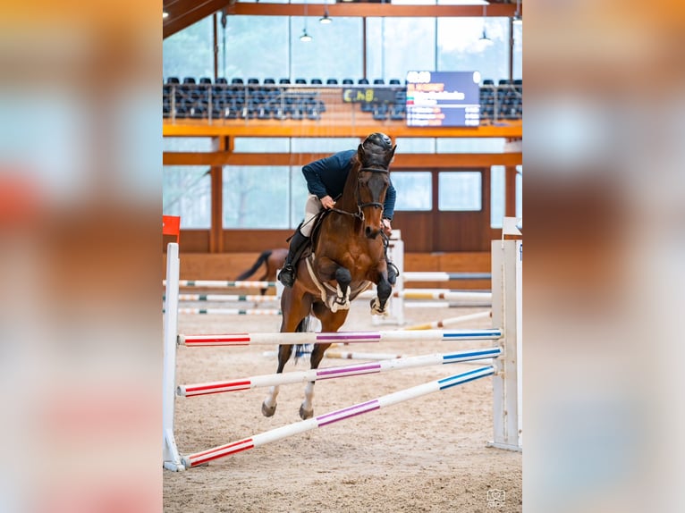 Andere Rassen Ruin 5 Jaar 168 cm Roodbruin in Paupis