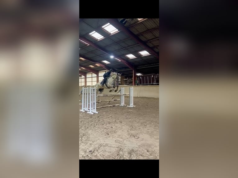 Andere Rassen Ruin 5 Jaar 173 cm Appaloosa in Maiche