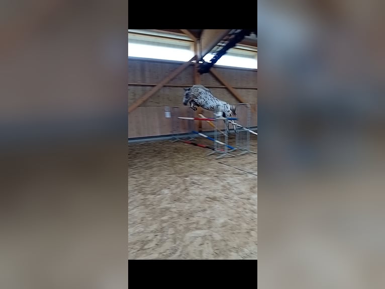 Andere Rassen Ruin 5 Jaar 173 cm Appaloosa in Maiche