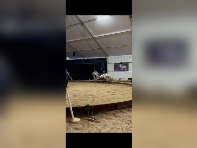 Andere Rassen Ruin 5 Jaar 173 cm Appaloosa in Maiche